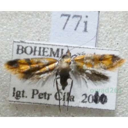 Promalactis procerella (Denis & Schiffermüller, 1775) Czech77i